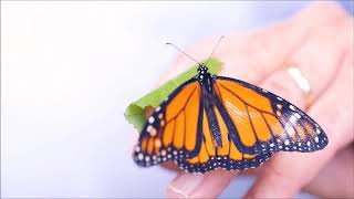 NJ Wedding Pros | Butterfly Release