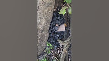 Carbon sequestration