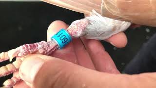 Meulemans Choco 788