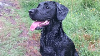 Gundog training  - Direction, stop whistle  & cold game/feather dummies.