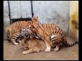 Tiger vs Lion (Pimp Daddy Tiger steals Male Lions mate)