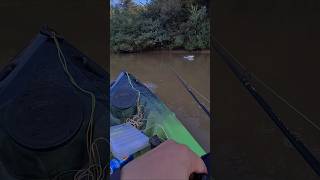 Turvão véio #pescaria #pesca #pescador #fishing #pescaesportiva