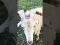ALL goats need mineral #goat #farmanimal#mineral#kiko#ranching