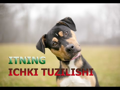 ITNING ICHKI TUZILISHI | ИТНИНГ ИЧКИ ТУЗИЛИШИ.