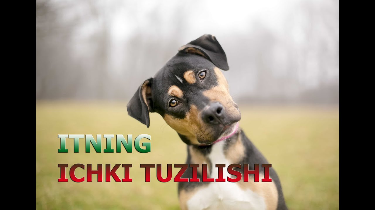 Ogil oz spermatozoidini siqib chiqaradi, keyin esa yalaydi.