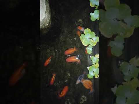 Video Hồ cá vàng đơn giản ngoài trời. ???? - youtube