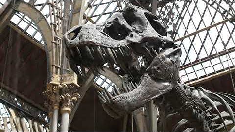 Everybody Up 4 bản 2nd edition: unit 5 Dinosaurs