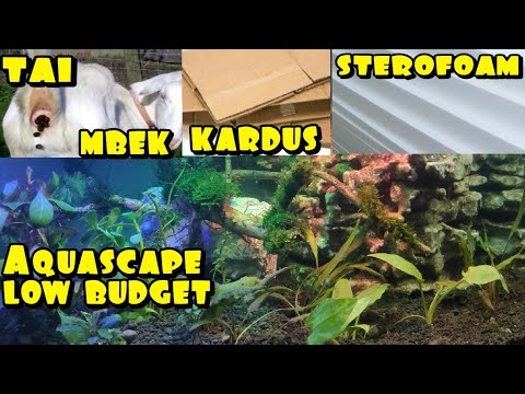 buat-aquascape-dengan-biaya-minim-budged-anak-kost-!!!