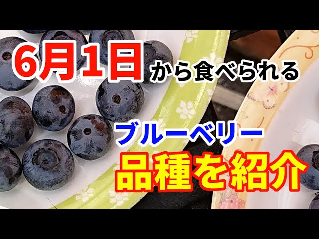 Blueberries] We harvested the very early variety that can be eaten