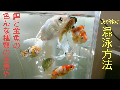 大型魚混泳180cm水槽 21年10月17日 オトナ水族館 Note 大型魚混泳180cm水槽 21年10月17日 オトナ水族館 Note