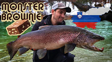 Co je pstruh mezi naše nejoblíbenější ryby?