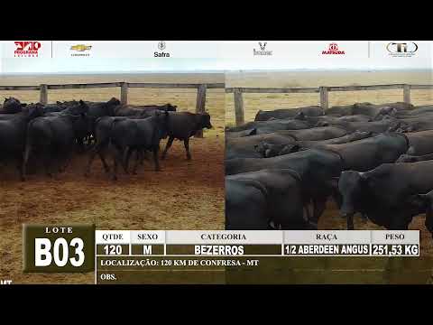 LOTE B 03