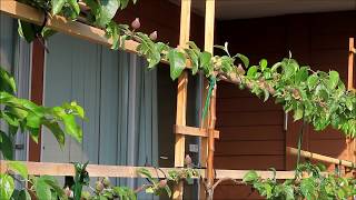 Advantages to Growing Espaliered Fruit Trees