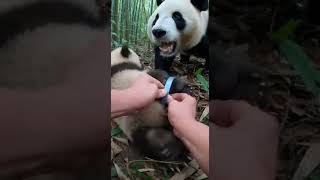 Hands Twisting Plastic in a Tight Forest Thicket Details