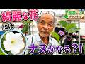 綺麗な花にはナスがなる？！【園芸のぶチャンネル】【ペチュニア】