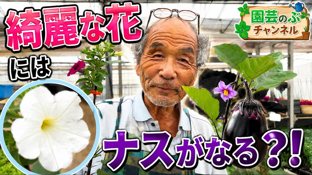 綺麗な花にはナスがなる？！【園芸のぶチャンネル】【ペチュニア】