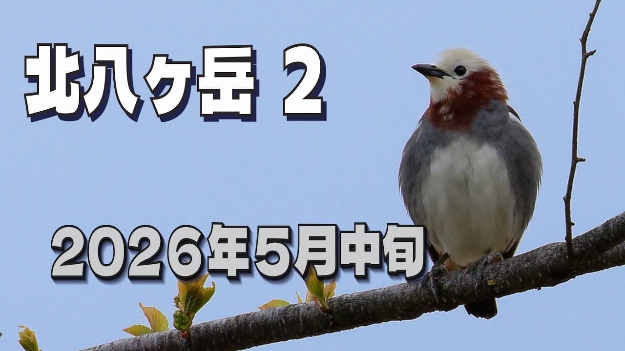 北八ヶ岳2日目 2026年5月中旬』 5月13日から3日間にわたる探