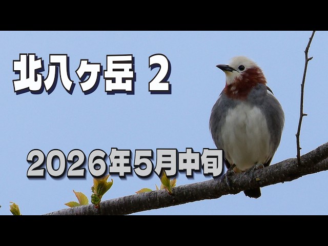 北八ヶ岳2日目 2026年5月中旬』 5月13日から3日間にわたる探
