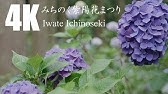 みちのくあじさい園 アナベル群生 1807 Youtube