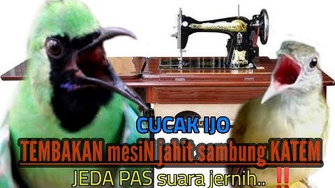 SADIS ‼️SUARA MASTERAN MESIN JAHIT SAMBUNG KAPAS TEMBAK ..... dijamin bikin down lawan....