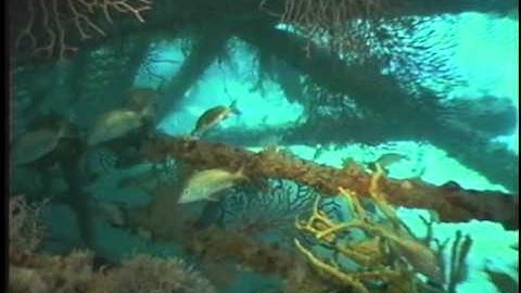 Creating Marine Habitat The Artificial Reef part 2