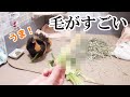 初夏のごちそう！毛だらけのすごい野菜買ってみた　How to Give Young Corn Leaves to Guinea Pig