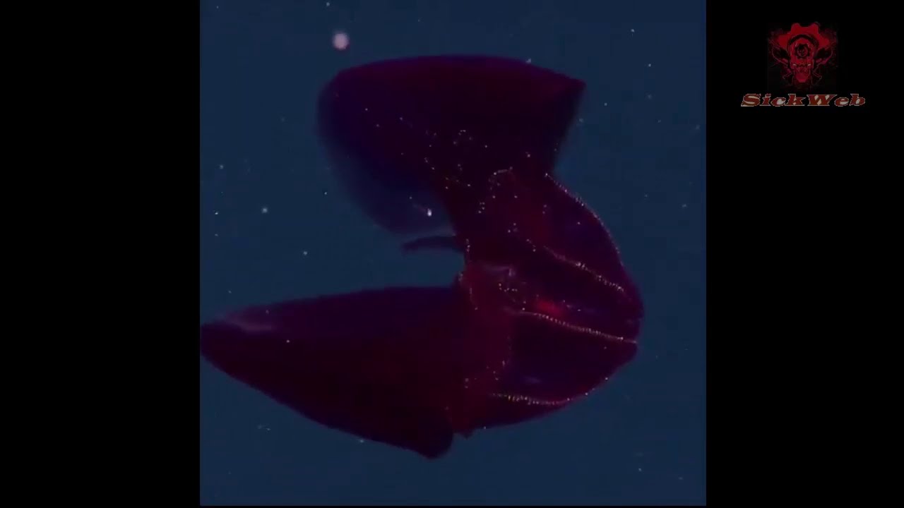 Luminescence The BloodyBelly Comb Jellyfish YouTube