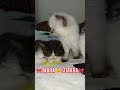 taara &amp; sitaara 😃 #viral #viralvideo #india #cat #vitalshorts #love