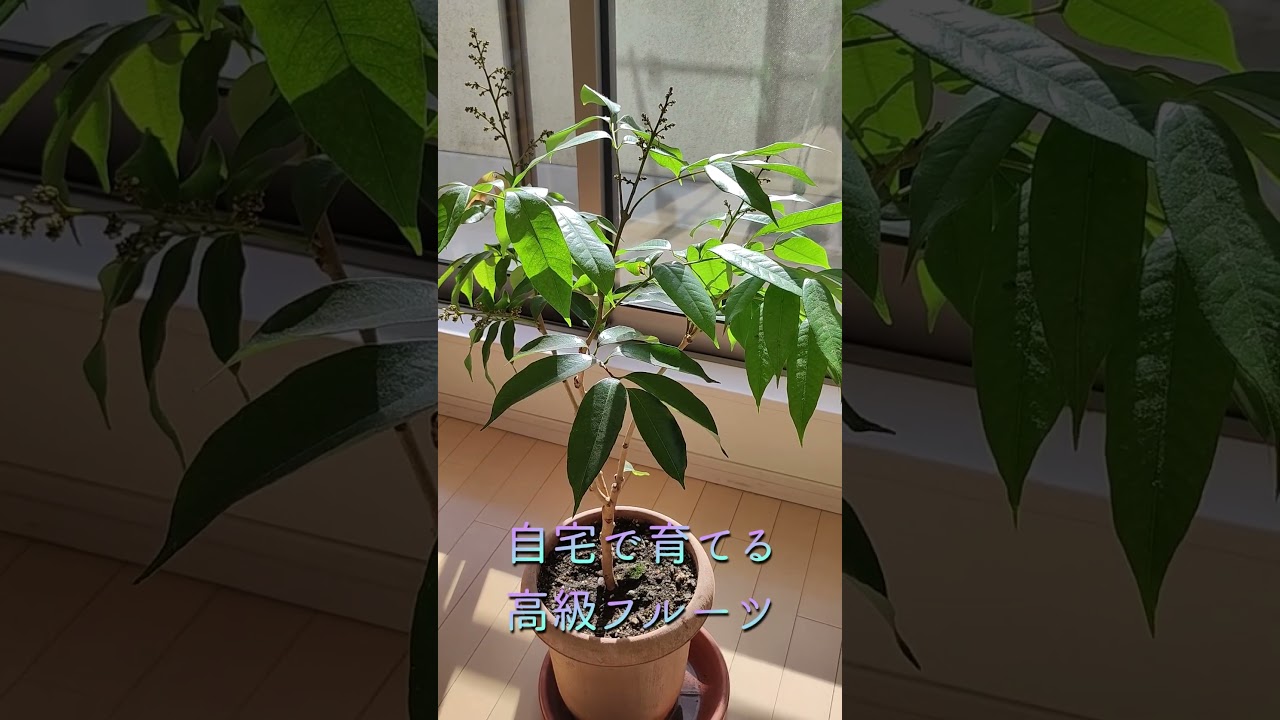 フォンフェイ ライチ花芽付き 411 フォンフェイ ライチ花芽付き 411