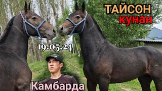 КЕЛДИ СЫНЫ КҮЧТҮҮ ТАЙСОН КАМБАРГА💥