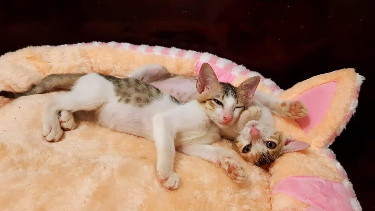 Tiểu sử về 2 con cái mèo! thương hiệu Ngầu và Khè - YouTube