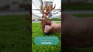Coming Soon Dennerle Plants Plant Profiles aquascape aquarium fishtank