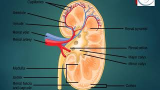 CMS1100  Assignment 2  RECORD  Oral Presentation  The role of  the mammalian kidneys  Elham Zaki