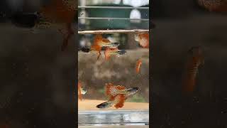 metalic red lace rose tail in stock
