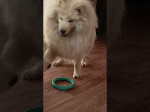 самоедские игры #dog #samoyed #самоед