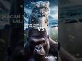 Macan Tutul Salju vs Gorilla #shorts #animals #animalbattle