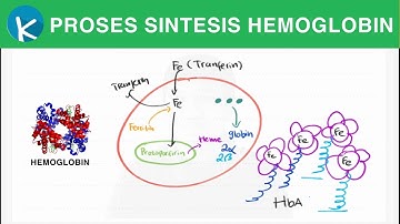 Sintesis Hemoglobin - Metabolisme Bilirubin (1/4)