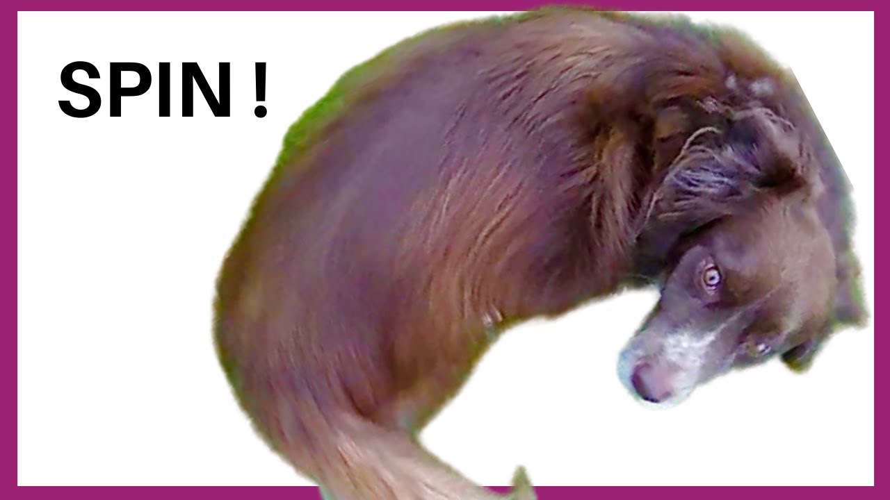 Teach your dog to spin using luring [dog tricks]