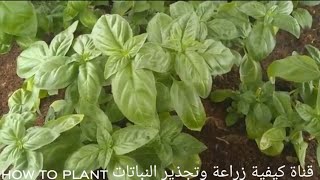 زراعه الريحان الحبق من البذور واكثاره من العقل بطريقتين بكل سهوله نباتات سهله الزراعة والاكثار