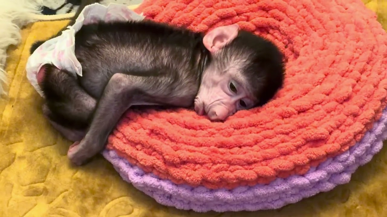 ОЧЕНЬ МИЛО! Николь обиделась на меня и играет в обиженку😁