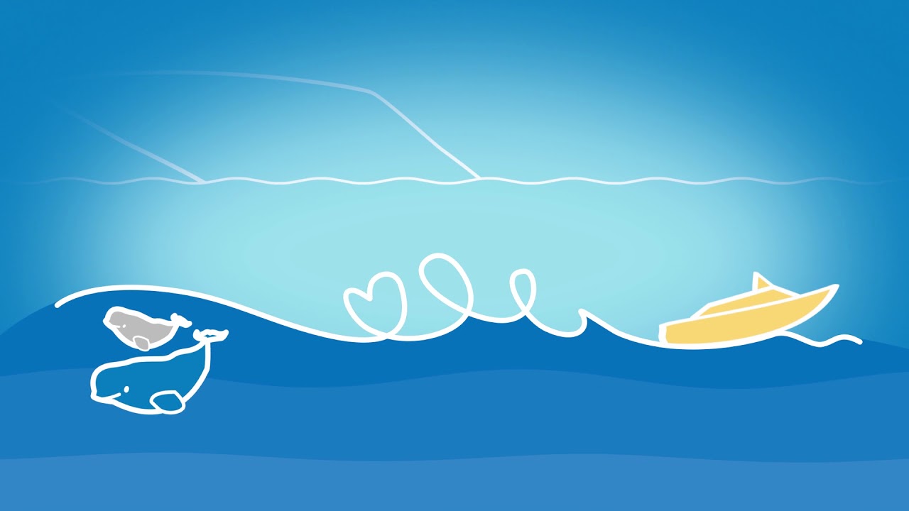 Show you care, keep your distance (St. Lawrence beluga whales) 3