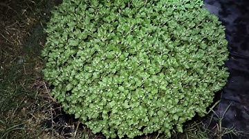 Cách trồng cúc mâm xôi Tết 2025 phần 13 - cập nhật 08/10 Âm lịch