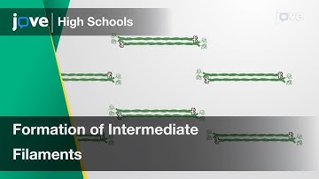 Formation of Intermediate Filaments | Cell Bio | Video Textbooks - Preview