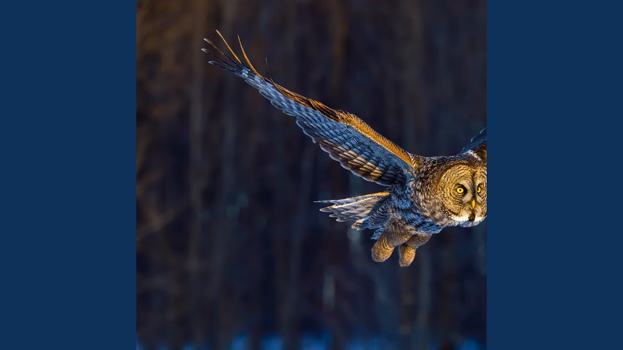 Swells and Neon Dreams