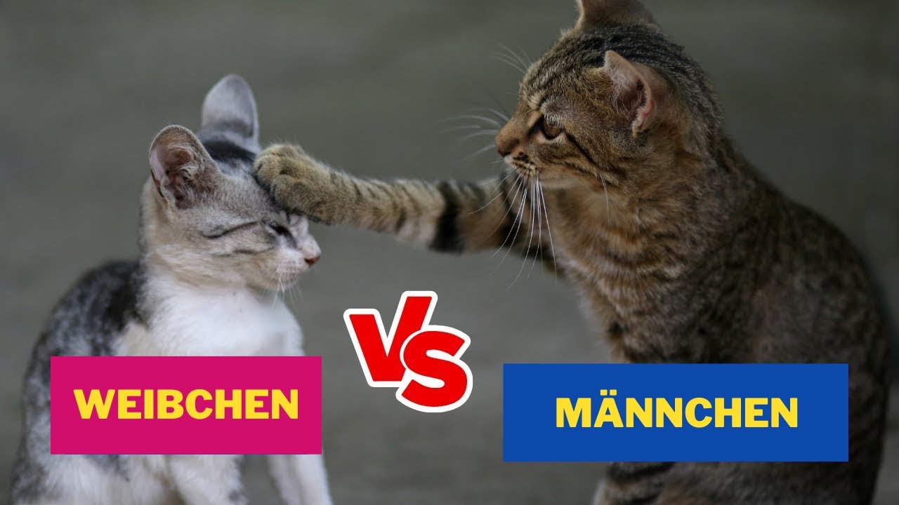 Unterschied Zwischen Swingo 20 Und Swingo 30 Die GRUNDLEGENDEN Unterschiede zwischen MÄNNLICHEN und WEIBLICHEN