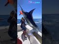 Hewan ini adalah raja terakhir lautan! #shorts #edukasi #mancingmania #fishing #marlin
