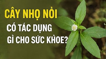 Bạn có biết CÂY NHỌ NỒI - Loại thuốc quý mọc khắp Việt Nam nơi đâu cũng có. #suckhoe #songkhoe