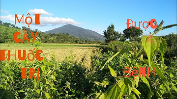 Cây cộng sản trị viêm đa xoang-ngứa bìu dương vật-cầm máu-tiêu chảy.