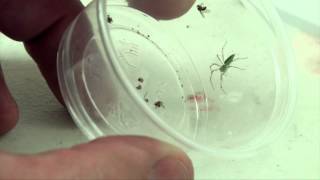Spider Identification: Jumping Spiders and Lynx Spiders