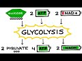 METABOLISM | GLYCOLYSIS